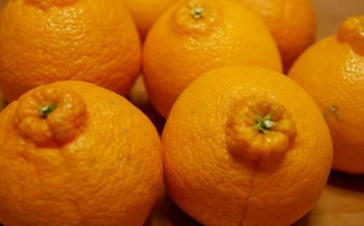 有田の不知火 約6.5kg サイズ混合［ 濃厚 ご家庭用向け ］★2026年2月中旬頃より順次発送 BZ114