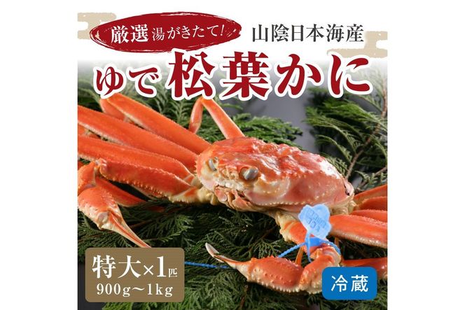 かに卸問屋がお届け・自社釜ゆで！山陰沖ゆで松葉がに 900ｇ～1ｋｇ 特大サイズ（12月発送）／北畿水産　HK00314
