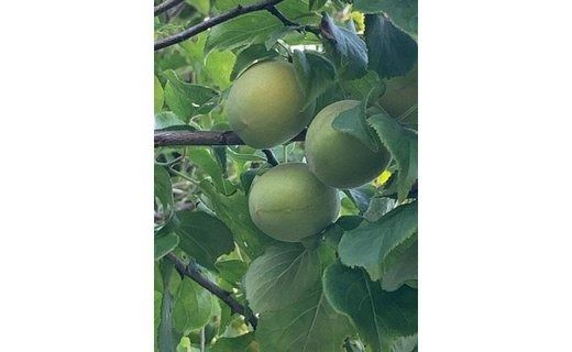 南高梅　Lサイズ　5kg　マルシ農園 CC53