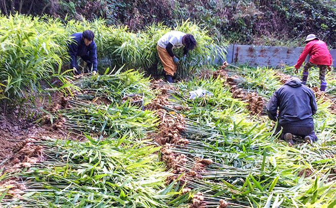 刈谷農園の有機生姜1kg(有機JAS認定取得）