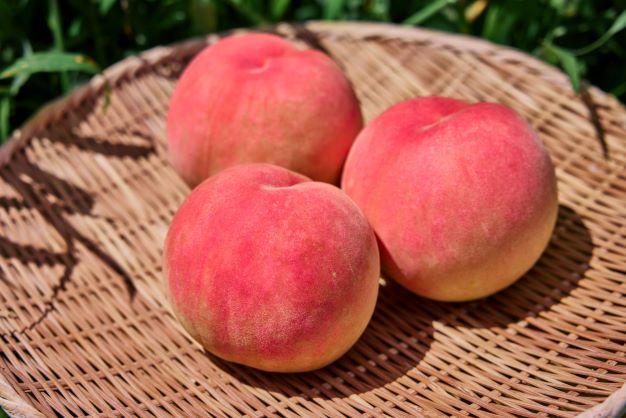 ＜26年発送先行予約＞河口湖で初の桃栽培！オリジナルブランド富士桃(約３キロ) FAH004