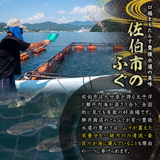 ＜定期便・3回 (隔月)＞豊後とらふぐ ふぐちり鍋用(総計1.1kg・370g×3回) フグ 鍋 ふぐちり 冷凍 養殖 海鮮 魚介 国産 大分県 佐伯市【AB226】【柳井商店】