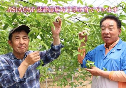 [数量限定／期間限定] 栃木県産パッションフルーツ1kg 南国の香りはじける極上フルーツ！｜先行予約 フルーツ 果物 果実 トロピカルフルーツ スイーツ 国産 [0444]