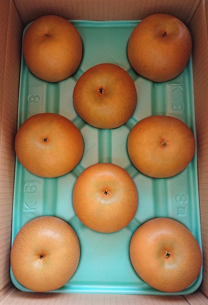 朝穫り　大玉【あきづき】5kg　6個～8個入り【9月10日受付終了】※2026年9月～発送