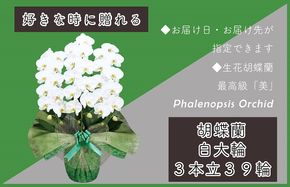 099H382 3本立て 胡蝶蘭 39輪～42輪 白色【木製大型木札 または メッセージカード 付き ラッピング お祝い ギフト 贈答 贈り物 プレゼント 生花 花 農福連携】