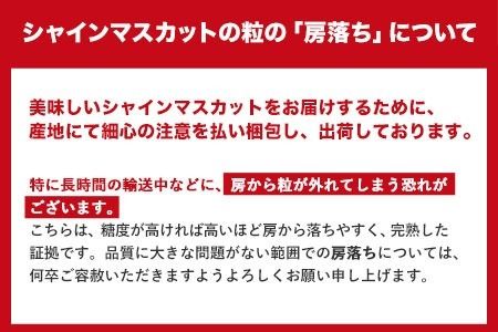 秀品 シャインマスカット 岡山 予約 数量限定 大粒 約1.2kg 2房 産地直送 葡萄 果物 秀品 スイーツ フルーツ デザート 岡山県 矢掛町 簡易包装《9月中旬～11月上旬頃に出荷予定(土日祝除く)》---ofn_cssm_g911_25_24000_2---
