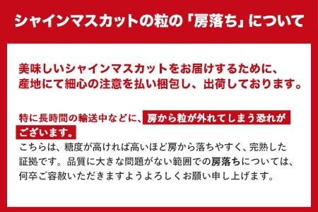 【令和6年度先行予約】秀品 シャインマスカット 岡山 予約 数量限定 大粒 約1.2kg 2房 産地直送 葡萄 果物 秀品 スイーツ フルーツ デザート 岡山県 矢掛町 簡易包装《9月中旬～11月上旬頃に出荷予定(土日祝除く)》---ofn_cssm_g911_22_25000_1200g---