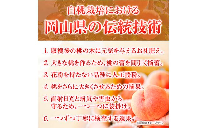 【2025年先行予約】贈答用 桃 内容量 1.5kg ハレノフルーツ （犬塚農園） 《2025年6月末-8月中旬頃出荷》岡山県 浅口市 フルーツ モモ 果物 青果 旬 おかやま夢白桃 白麗 白鳳 清水白桃 なつごころ 加納岩白桃【配送不可地域あり】---124_c401_6m8c_23_29000_1500g---