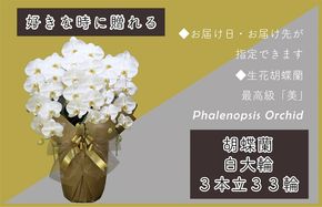 099H380 3本立て 胡蝶蘭 33輪～36輪 白色【木製大型木札 または メッセージカード 付き ラッピング お祝い ギフト 贈答 贈り物 プレゼント 生花 花 農福連携】