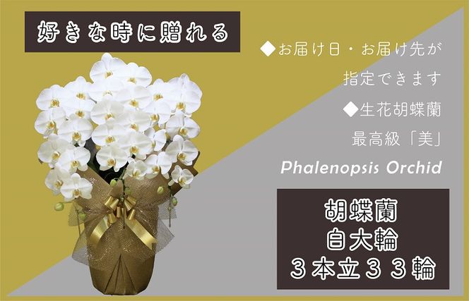 y{򍲖sz099H380 3{ Ӓ 33ց`36 Fyؐ^؎D ܂ bZ[WJ[h t bsO j Mtg  蕨 v[g   _Agz