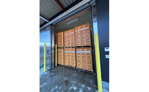 生芋　20kg　S～Lサイズ混合　2箱 いも長 | さつまいも いも 生いも 紅はるか 国産 ※着日指定不可 ※離島への配送不可 ※2025年12月下旬頃より順次発送予定