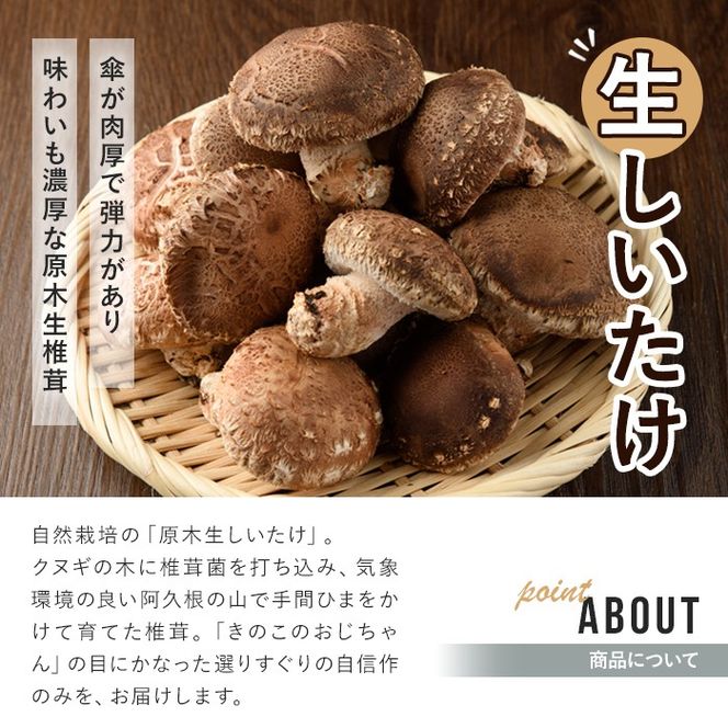 数量限定！原木生しいたけ(6袋・計1.2kg)国産 椎茸 シイタケ きのこ 個包装【三笠えのき茸生産組合】a-12-219-z