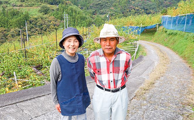 土佐文旦贈答用約3ｋｇ（高知ふるさと農園）　