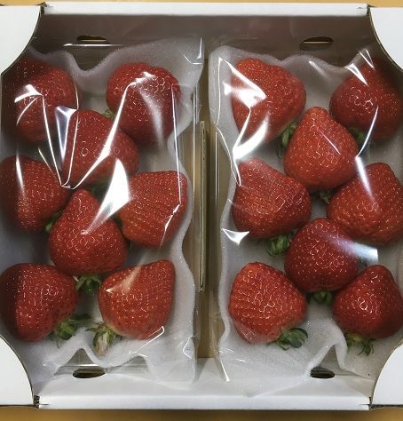 【先行予約】【2025年12月中旬より順次発送】福岡県産　あまおう　2パックセット【ナチュレッシュ・ファーム・ジェイピー】_HA1336