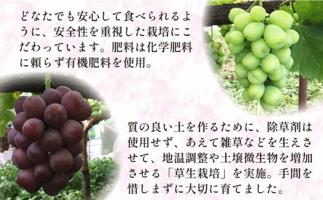 【2026年8月～発送】【数量限定】 旬 の珍しい厳選 ぶどう 約 2kg / フルーツ ブドウ 産地直送 / 南島原市 / 長崎県農産品流通合同会社[SCB051]