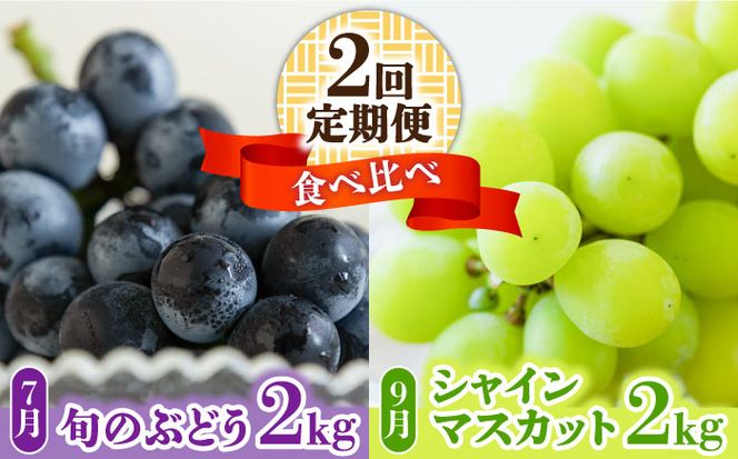 【2025年7月〜発送】【２回定期便】南島原産！ぶどう食べ比べ・旬のぶどう（ブラックビート・巨峰・ピオーネのいずれか）・シャインマスカット / 南島原市 / ながいけ[SCH062]