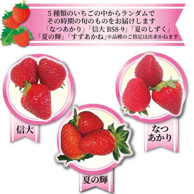 いちご 1種 400g (200g×2) 品種おまかせ【6～12月お届け
