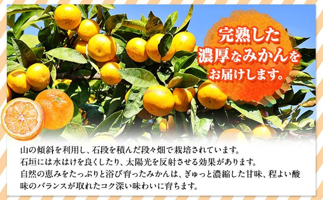 完熟有田みかん 10kg 株式会社魚鶴商店《2024年11月下旬-2025年2月上旬頃出荷》和歌山県 日高町 有田みかん ミカン 蜜柑 フルーツ 柑橘---wsh_utsam_l112_23_17000_10kg---