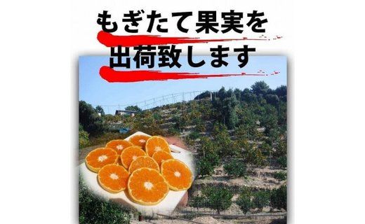 不知火(しらぬい) オレンジ みかん 家庭用 5kg  	CE013