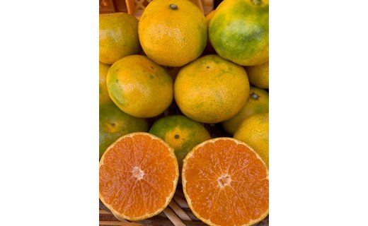 極早生みかん 赤秀品 Sサイズ 5kg CC18