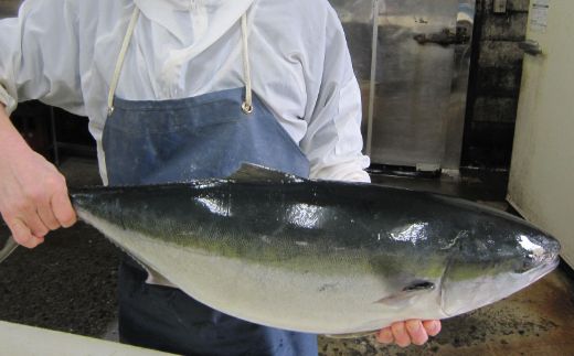 いずま海産の天然ブリづくしA　iz011