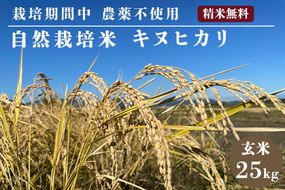 自然栽培米 キヌヒカリ 玄米 25kg　京都府・亀岡産 令和5年産 栽培期間中農薬不使用  ※離島への配送不可