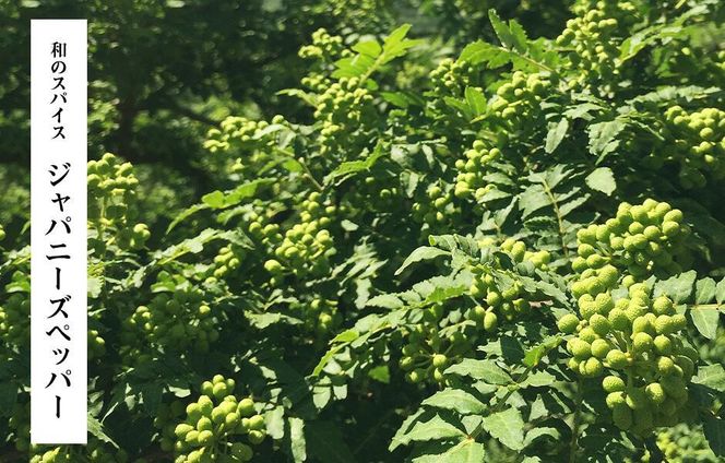 【6月下旬出荷予定】冷凍山椒 凍ってんじゃ ぶどう山椒 1kg ( 100g × 10袋 ) 和歌山県産 【みかんの会】   AX278