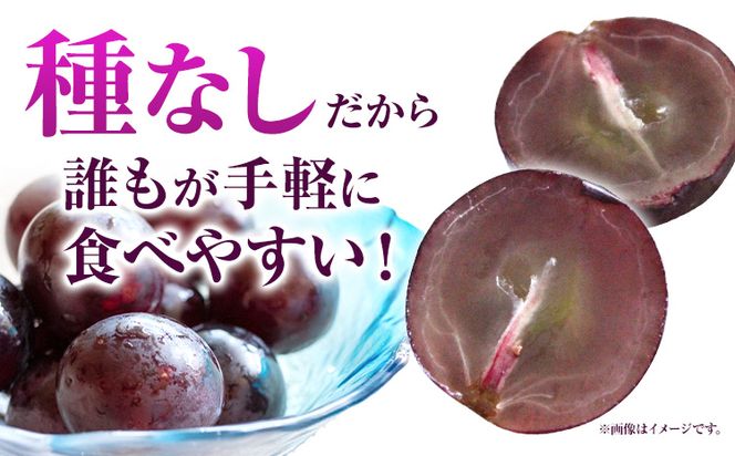 家庭用つる付きニューピオーネ 2房(1房530g以上)【配送不可地域あり】有限会社ホーティカルチャー神島 令和8年産先行受付《2026年9月中旬-10月下旬頃出荷》岡山県 笠岡市 送料無料 葡萄 フルーツ 果物 ニューピオーネ つる付き お取り寄せフルーツ---H-34b---