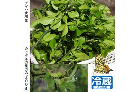 ＜すだ農園＞アゲハ 食用葉 (食樹)◇ カラタチの葉のみ《200g入》冷蔵便 ｜ 蝶 幼虫 餌 ※北海道・沖縄・離島への配送不可 ※2025年9月下旬頃までに順次発送予定
