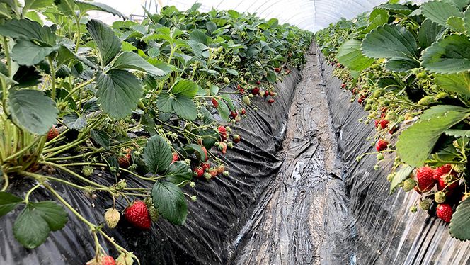 茨城県産 いちご 「 紅ほっぺ 」 4パック イチゴ 苺 果物 フルーツ 新鮮 旬 果実 [AM134us]