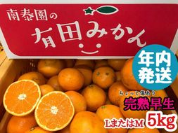 年内発送 ちょっと 傷あり 完熟早生 有田みかん L または M 5kg 和歌山 南泰園 BS646