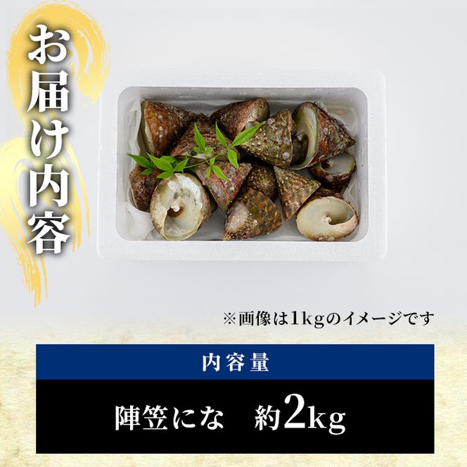 陣笠にな(約2kg) 魚介 貝 にな ニナ 酒蒸し 網焼き バター焼き バーベキュー 獲れたて 冷蔵 海の直売所 大分県 佐伯市【AS84】【海べ (株)】