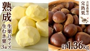 【 吉原農場 の 完熟栗 】 熟成 生栗 2Lサイズ 1kg ・ 生むき栗 3袋（1袋あたり120g） セット 令和7年産  完熟 栗 くり クリ 栗ごはん 贈答 ギフト 果物 フルーツ 数量限定 旬 秋 冬 正月 おせち [CX011ci]