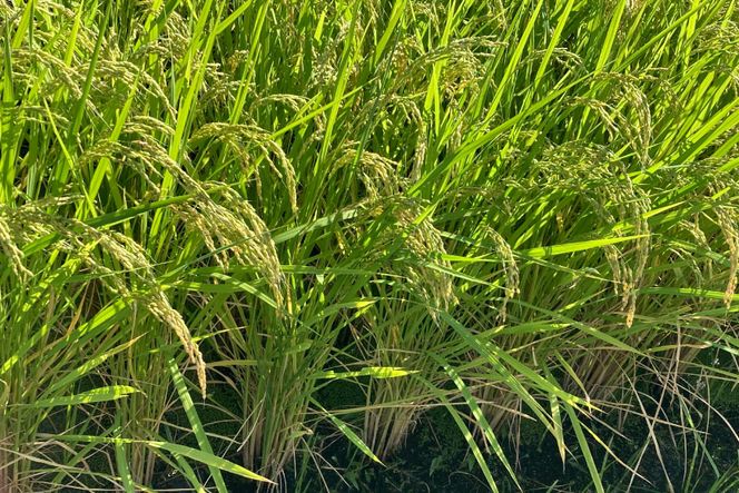 【定期便】【6回 米 定期便 】 武川米 コシヒカリ 5kg×6回 総計30kg [梨北農業協同組合 山梨県 韮崎市 20743672] こしひかり お米 おこめ こめ コメ 精米 30キロ ご飯 ごはん 白米 国産 JA梨北