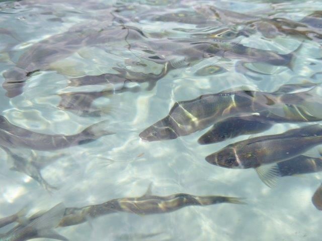 地下水育ち　鮎一夜干し　5尾入り