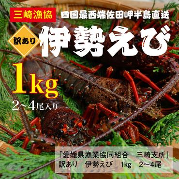 【先行予約】【数量限定】【訳あり】産地直送！活き伊勢えび 約1kg（2～4尾） ※北海道・東北地方・沖縄・離島への配送不可 ※2024年9月上旬～11月上旬頃に順次発送予定