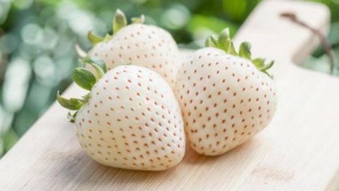 【 お歳暮 熨斗付 】シャインマスカットと白いちごの宝石箱 36粒【12月から発送開始】（茨城県共通返礼品 [ぶどう]：結城市　[いちご]：城里町産） いちご 苺 イチゴ 白いちご 白イチゴ シャインマスカット マスカット 宝石箱