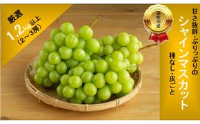 【2026年発送★先行予約】甘さ抜群プリプリ　シャインマスカット　2～3房　1.2kg以上 168-001-26y