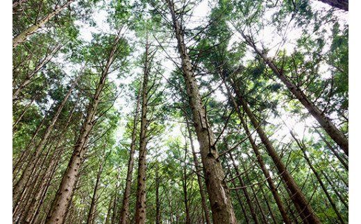 いの町オリジナル木製コースターとマグネットセット （源太さんコースターと植物マグネット）