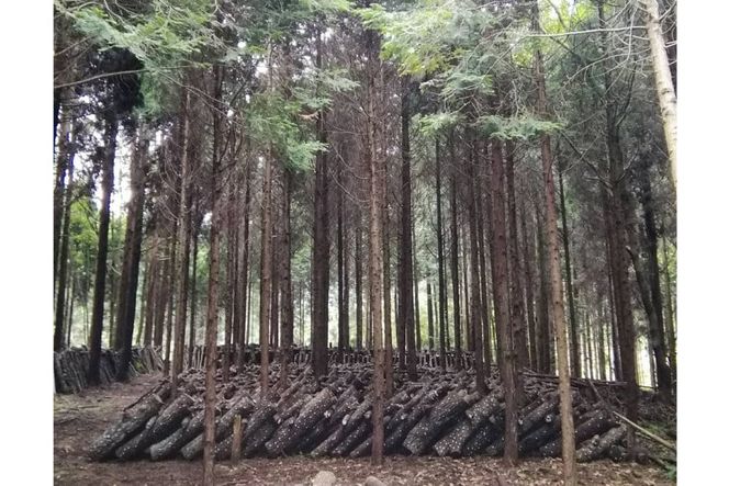 宮崎県産 原木栽培 乾しいたけ どんこ 40g 6袋 計240g [本吉 宮崎県 日向市 452061461] しいたけ 椎茸 乾燥 干し 国産