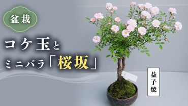 コケ玉ミニバラ盆栽「桜坂」 ギフト 花[BN006ci]