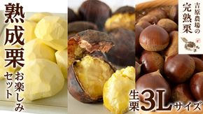 【 吉原農場 の 完熟栗 】 熟成 栗 お楽しみ セット ( 生栗 3Lサイズ ) 令和7年産 完熟 生栗 生むき栗 焼き栗 くり クリ 栗ごはん 贈答 ギフト 果物 フルーツ 数量限定 旬 秋 冬 正月 おせち [CX016ci]
