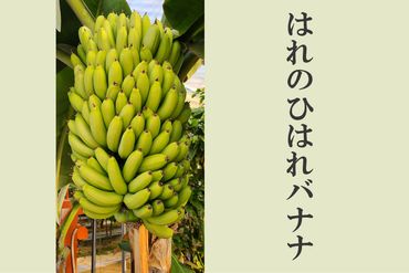 はれのひはれバナナ [No.384]