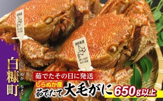 ykCfzʂY 䥂łđTCYтɁy650gȏz