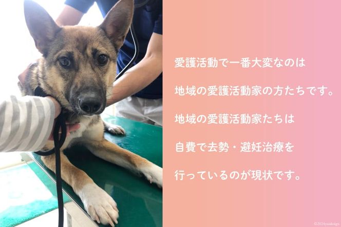 愛護支援、去勢・避妊治療支援 1万円 [Animal Care Salvation 福岡県 筑紫野市 21760769] 動物 ペット 愛護 TNR 保護 動物福祉 保護施設 里親 犬 猫 イヌ ネコ 動物愛護 