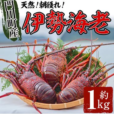 ＜数量限定・期間限定＞天然！門川町産活き伊勢海老(計1kg・約2～3尾)エビ えび 刺身 魚介 海鮮 朝獲れ 国産【O-4】【門川漁業協同組合】