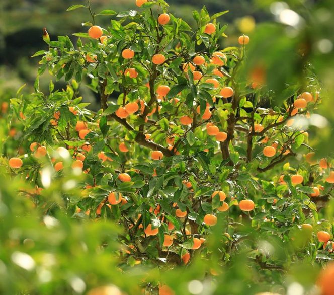 163 国産純粋はちみつ(みかん蜜) 600g(A163-1)