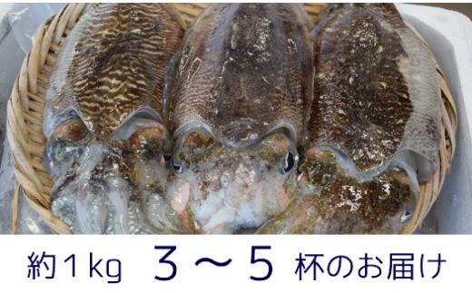 【先行予約】【2027年3月下旬以降順次発送】築上町で捕れた「 コウイカ 」約1kg (3～5杯)《築上町》【明青丸】[ABCB001]