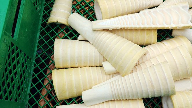 《 先行予約 》 掘りたて 穂先 ゆでたけのこ 約1kg 【 2026年 4月中旬 以降発送 】 野菜 春 旬 期間限定 数量限定 国産 産地直送 箱 真空パック 個包装 茹で 筍 タケノコ 竹の子 [AQ002us]