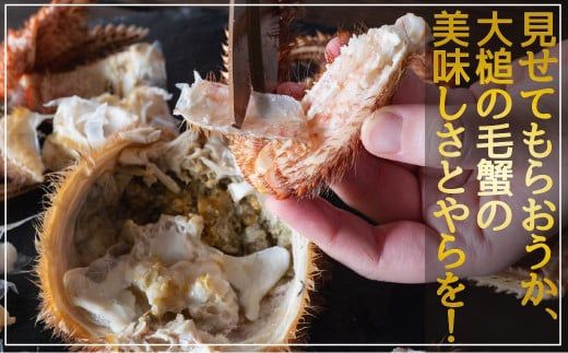 【令和8年発送】三陸産！活毛ガニセット(250g×3杯(3尾))【2026年2月〜4月発送】【配送日指定不可】【0tsuchi00554】【08】